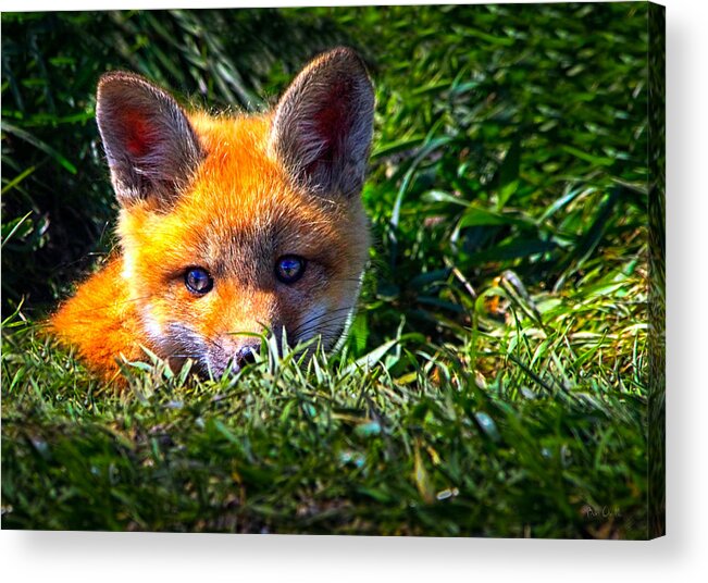 Fox Acrylic Print featuring the photograph Little Red Fox by Bob Orsillo