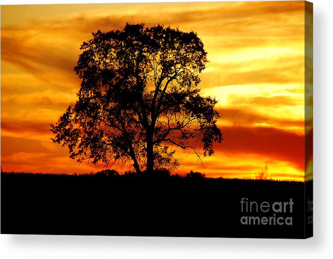 Tree Acrylic Print featuring the photograph Lone Tree by Mary Carol Story