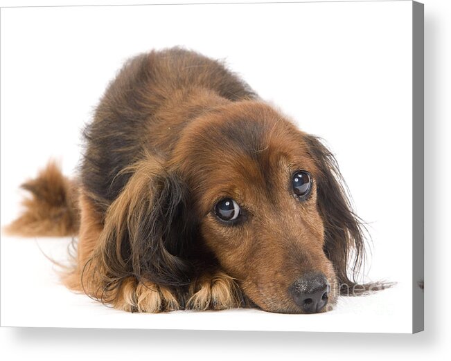 Dachshund Acrylic Print featuring the photograph Long-haired Dachshund by Jean-Michel Labat