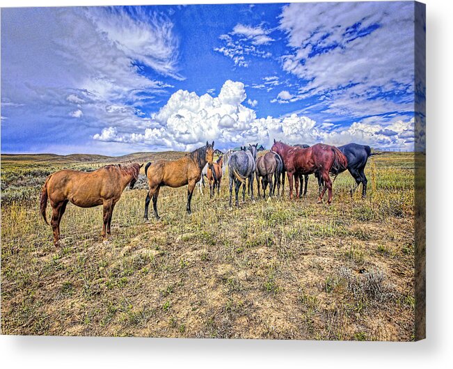 Fine Art Photography.hose Photography. Colorado Horse Photography. Colorado Fine Art Photography. Steamboat Photography. Cloud Photography. Sky. Blue Sky. Ranch. Farm. Pasture. Cowboy. Cows. Sheep. Farmyard. Horse Pasture. Rodeo. Bulls. Horse Shoe. Fence Post. Colorado Rodeo.  Clowns. Bareback Rodeo. Hdr Photography. Hdr Horse Photography. Acrylic Print featuring the photograph Looking Back by James Steele