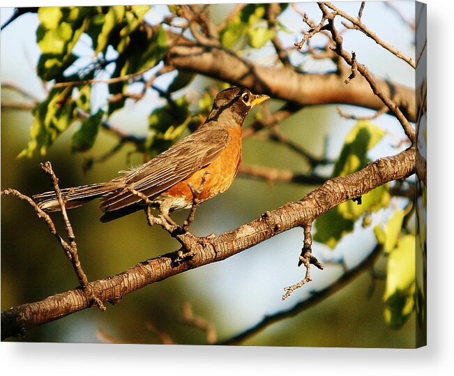 Robin Acrylic Print featuring the photograph Looking for Spring by Shirley Heier