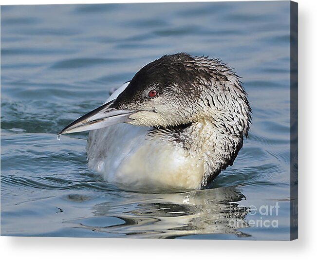Bird Acrylic Print featuring the photograph Loon by Kathy Baccari