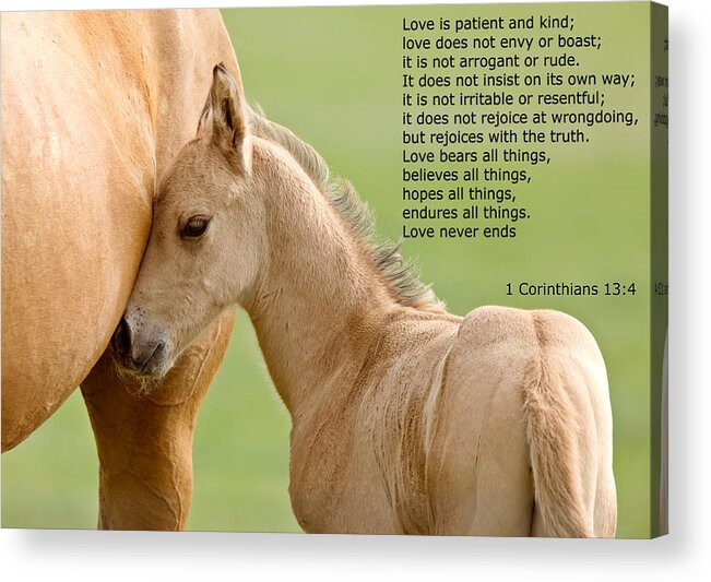 Horse Acrylic Print featuring the photograph love is gentle love is kind Horse and colt by Mark Duffy