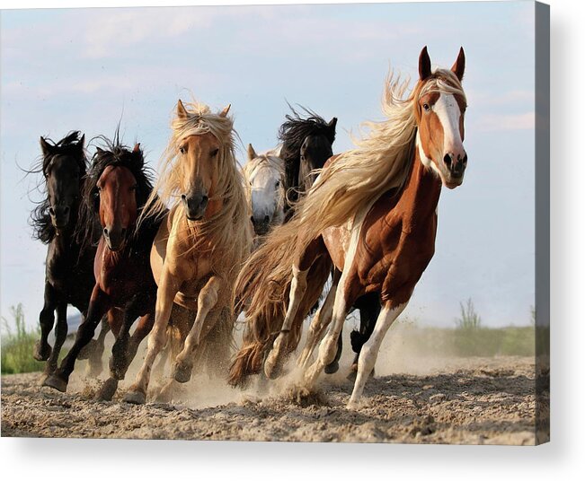 #faatoppicks Acrylic Print featuring the photograph Lucky Six by Adam Wong