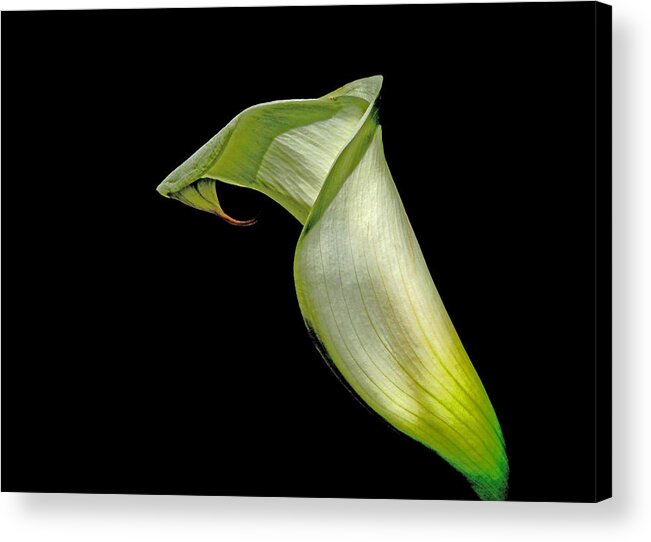 Photography Acrylic Print featuring the photograph Luminous Lilly by Susan Duda