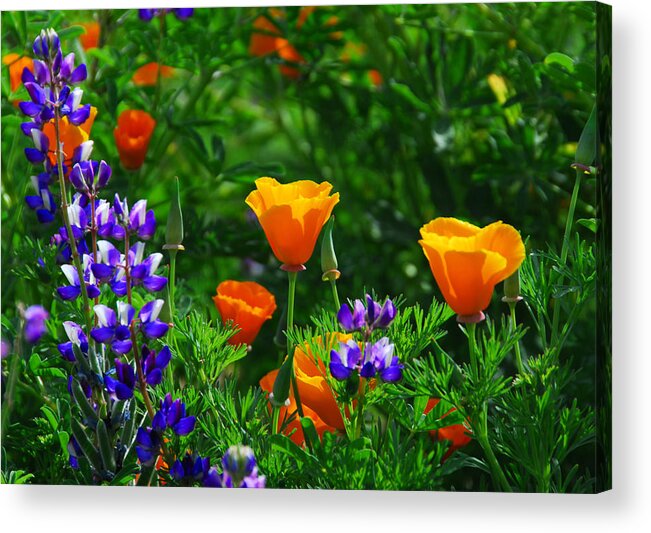 Poppy Acrylic Print featuring the photograph Lupines and Poppies by Lynn Bauer