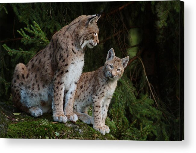 Lynx Lynx Acrylic Print featuring the photograph Lynx mother with her cub by Ulrich Kunst And Bettina Scheidulin