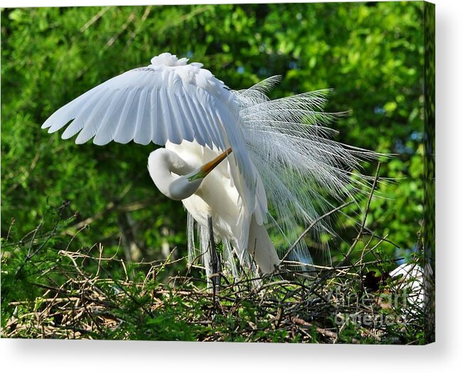 Birds Acrylic Print featuring the photograph Majestic Egret by Kathy Baccari