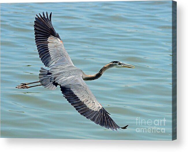 Bird Acrylic Print featuring the photograph Majestic Flight by Rodney Campbell