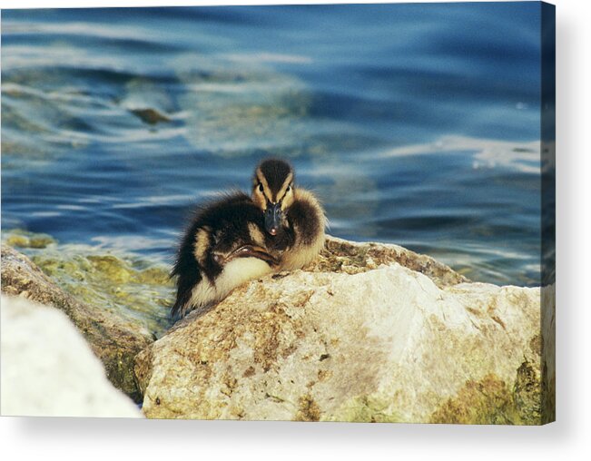 Anas Platyrhynchos Acrylic Print featuring the photograph Mallard Duckling by Sally Mccrae Kuyper/science Photo Library