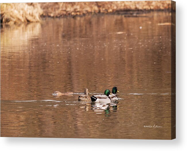 Winter Scene Acrylic Print featuring the photograph Mallards and Muskrat by Ed Peterson