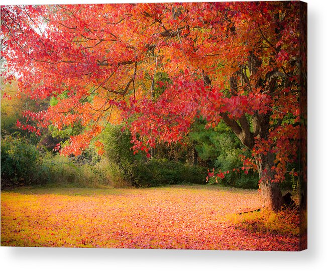 Rhode Island Fall Foliage Acrylic Print featuring the photograph Maple In Red And Orange by Jeff Folger