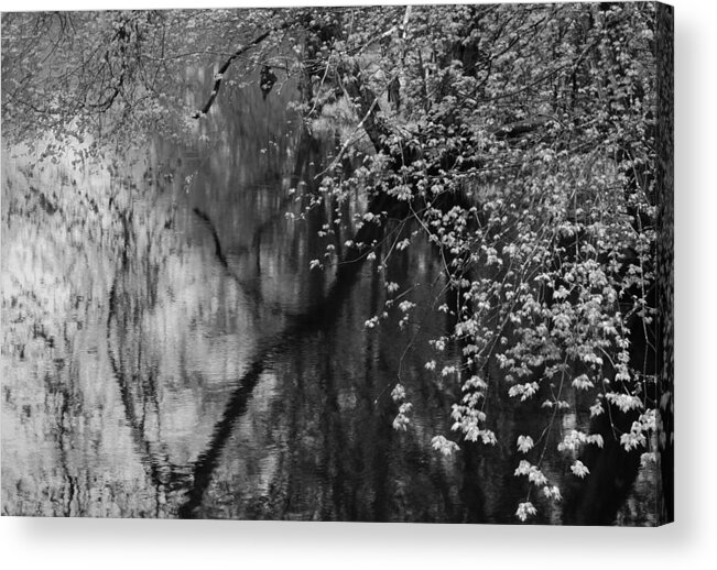 Maple Trees Reflection Reflections Water Bw Blackandwhite Print Photo Photograph Landscape Canvas Acrylic Metal Metaprint Canvasprint Acrylicprint Acrylic Print featuring the photograph Maples over Collins Creek by Jim Vance