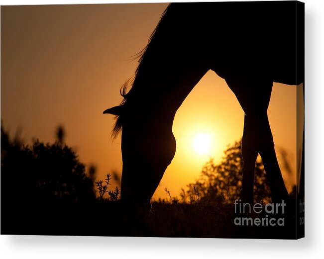 Arabian Acrylic Print featuring the photograph Mare at Sunrise by Sari ONeal
