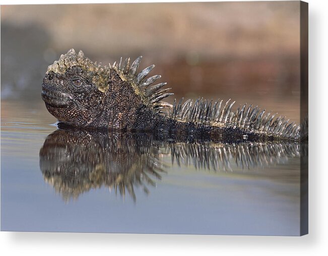Feb0514 Acrylic Print featuring the photograph Marine Iguana Resting In Tide Pool by Tui De Roy