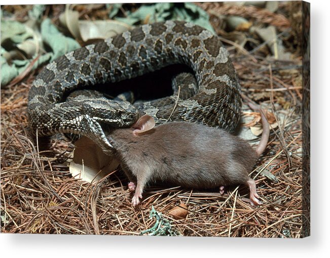 Animal Acrylic Print featuring the photograph Massasauga Rattlesnake With Prey by John Mitchell