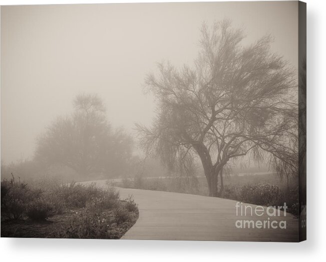 Fog Acrylic Print featuring the photograph Misty Morning II by Tamara Becker