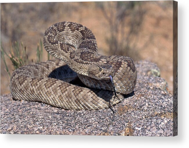 Animal Acrylic Print featuring the photograph Mojave Rattlesnake by Craig K. Lorenz