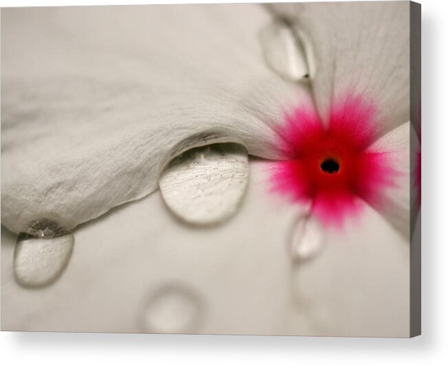  Vinca Rosea Acrylic Print featuring the photograph Mom's Garden Macro Periwinkle by SCB Captures