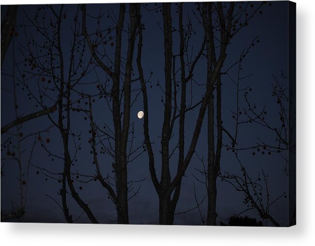 Moon Acrylic Print featuring the photograph Moon through trees by Pamela Schreckengost