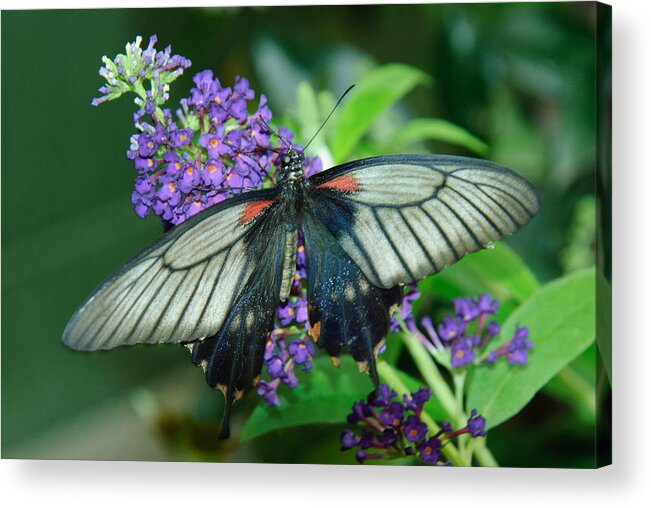 Butterfly Acrylic Print featuring the photograph Mormon Butterfly by Tam Ryan