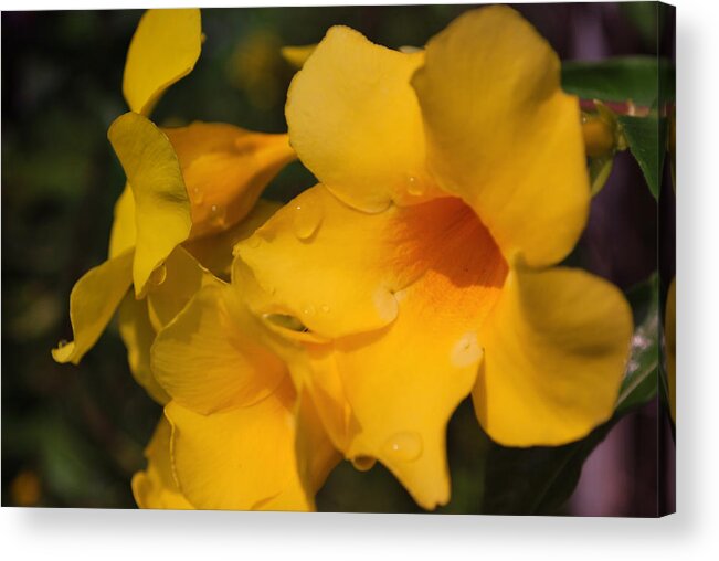Tropic Flowers Acrylic Print featuring the photograph Morning Delight by Miguel Winterpacht