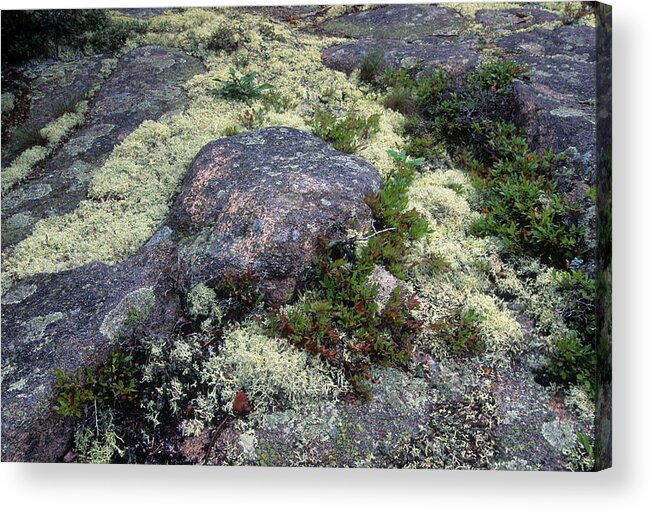 Lubec Acrylic Print featuring the photograph Moss on Rock-Lubec-Maine II by Harold E McCray