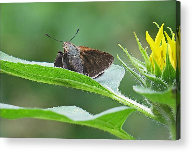 Blurred Acrylic Print featuring the photograph Moth flower by Dart Humeston