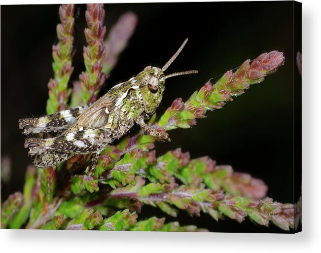 Insect Acrylic Print featuring the photograph Mottled Grasshopper Juvenile by Nigel Downer