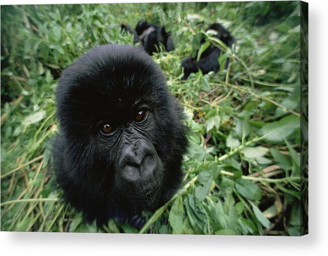 Feb0514 Acrylic Print featuring the photograph Mountain Gorilla Baby Virunga Mts Rwanda by Gerry Ellis