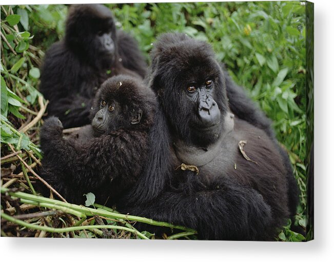00200791 Acrylic Print featuring the photograph Mountain Gorilla Family by Gerry Ellis