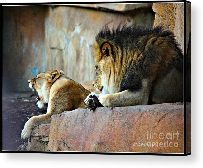 Lions Acrylic Print featuring the photograph Mr and Mrs by Veronica Batterson