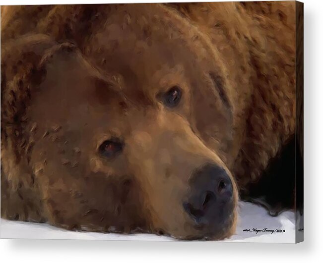 Brown Bears Acrylic Print featuring the painting Mr Grizzly Bear by Wayne Bonney