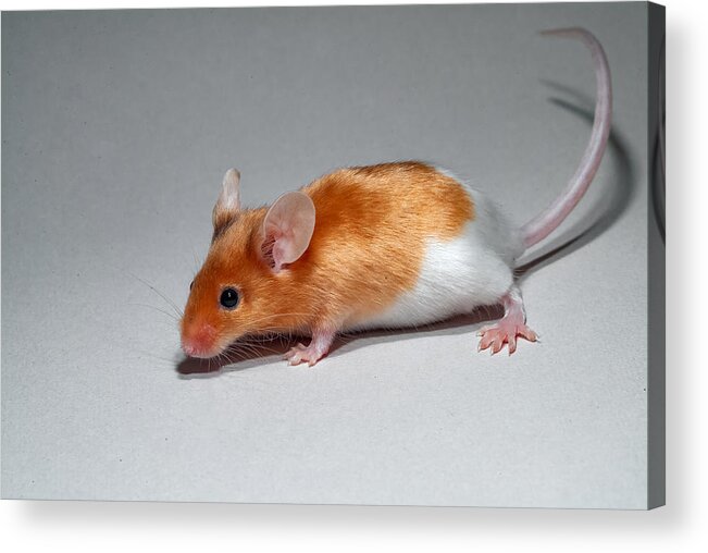 Vertebrate Acrylic Print featuring the photograph Mus musculus – house mouse by Jasius