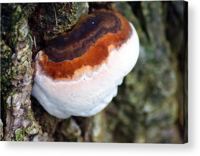 Faisca Emilioferrol Acrylic Print featuring the photograph Mushroom in the tree by Emilio Bellas