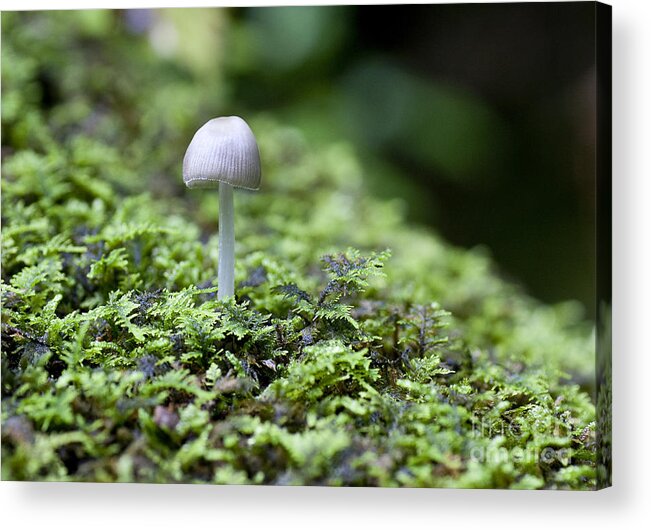 Ridgeway Acrylic Print featuring the photograph Mushroom by Steven Ralser