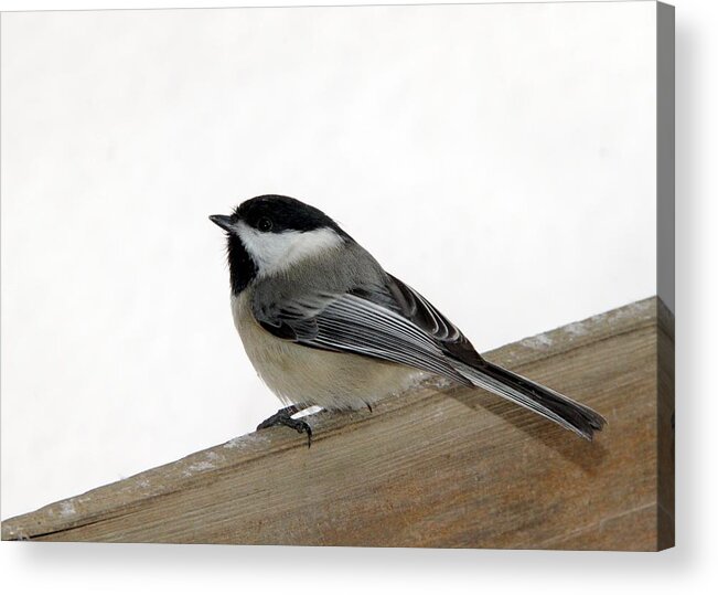 Brid Photography Acrylic Print featuring the photograph My Little Chickadee by Andrea Lazar