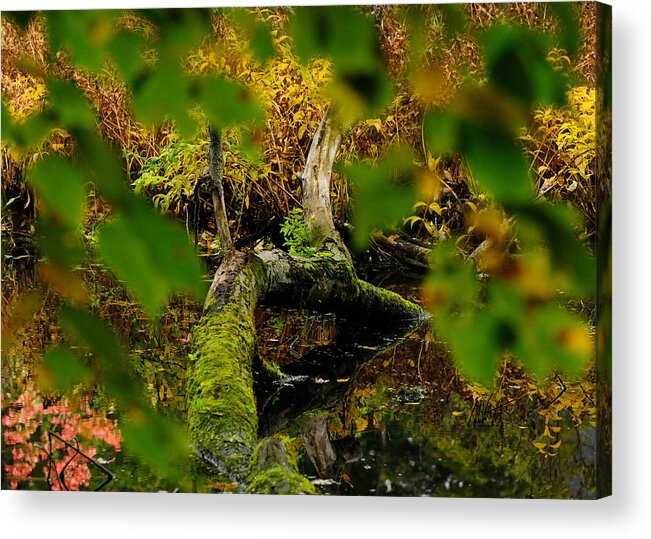 Natick Acrylic Print featuring the photograph Natick Town Forest by Mark Valentine