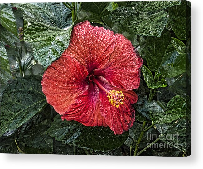 Photograph Acrylic Print featuring the photograph Red Hibiscus Flower by M Three Photos
