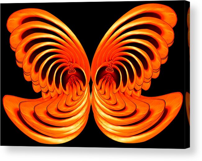 Composite Acrylic Print featuring the photograph Nautilus Wings by Jim Painter