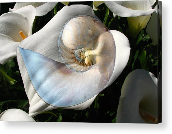 Spiral Acrylic Print featuring the digital art New Life by Lisa Yount