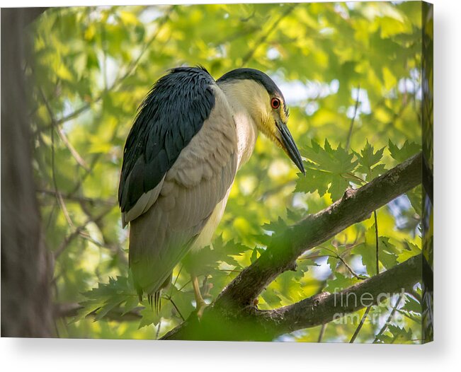 Tree Acrylic Print featuring the photograph Night Heron at Rest by Cheryl Baxter