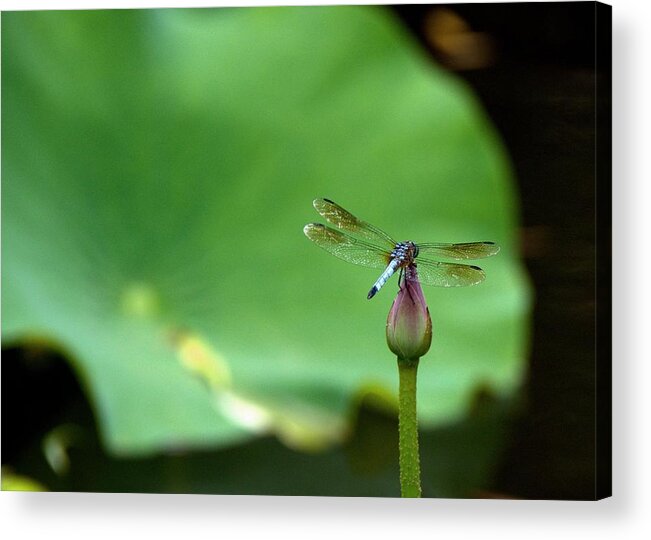 Outdoors Acrylic Print featuring the photograph Nip Em In The Bud by William Stewart