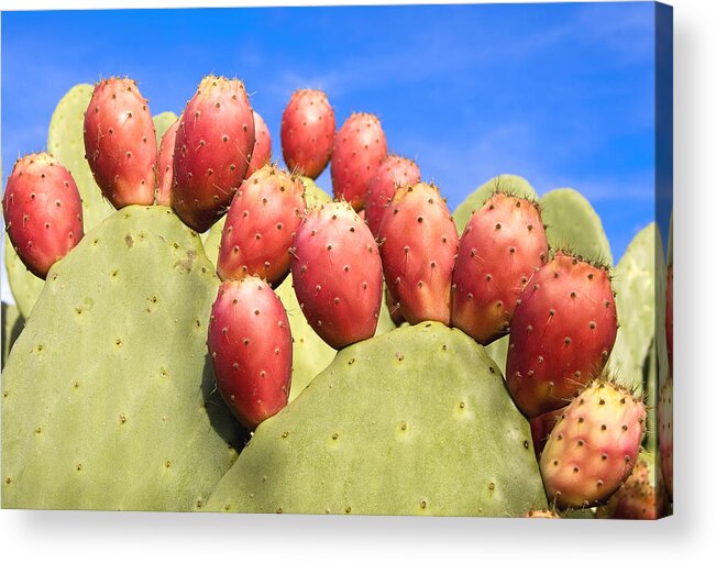 https://render.fineartamerica.com/images/rendered/default/acrylic-print/10/7/hangingwire/break/images-medium-5/nopales-cacti-and-tunas-martin-alfaro.jpg