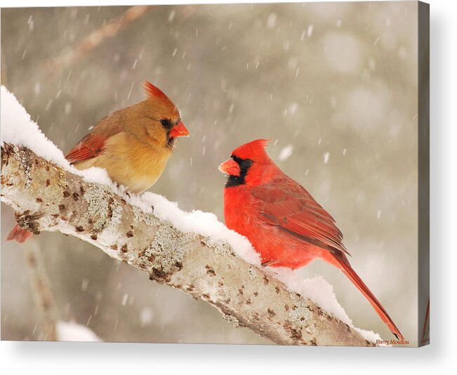 Cardinal Acrylic Print featuring the photograph Northern Cardinals by Harry Moulton