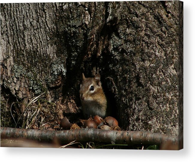 Chipmunk Acrylic Print featuring the photograph Nut Therapy by Neal Eslinger