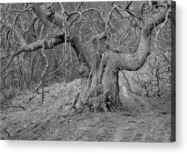 Oak Tree Acrylic Print featuring the photograph Oak Haddon by Jerry Daniel