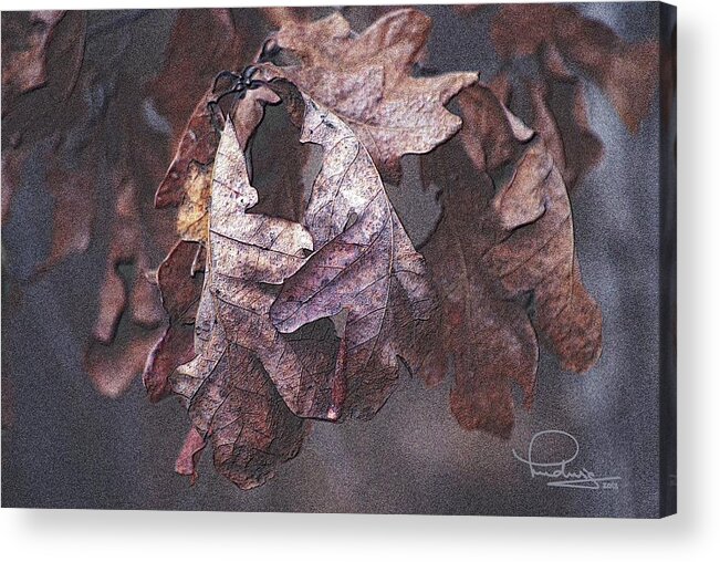 Abstract Acrylic Print featuring the photograph Oak Leaves by Ludwig Keck