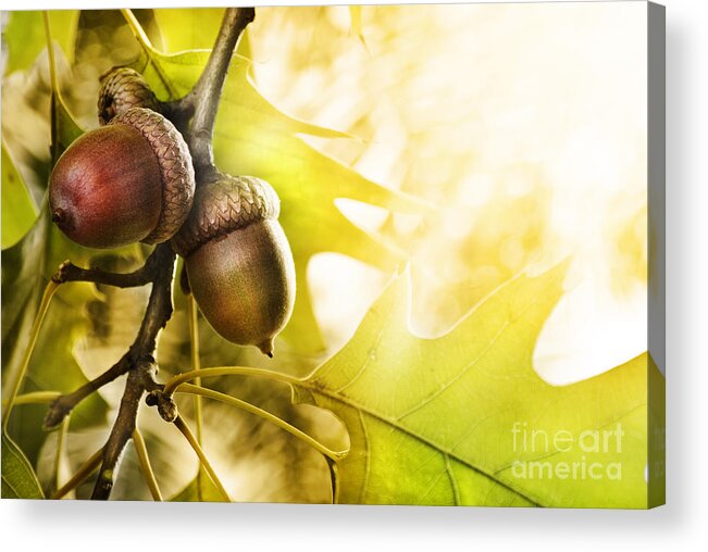 Oak Acrylic Print featuring the photograph Oak tree by Jelena Jovanovic