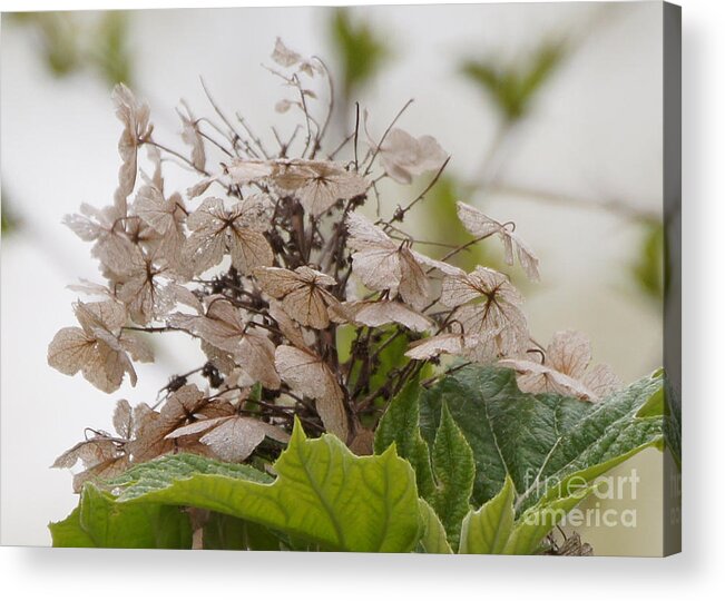 Flower Acrylic Print featuring the photograph Oakleaf Hydrangea Flowers Fade Away by Robert E Alter Reflections of Infinity